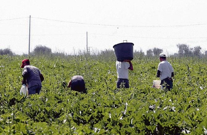 Contrasto al caporalato, istituzione del “Tavolo regionale” a Potenza il 9 maggio