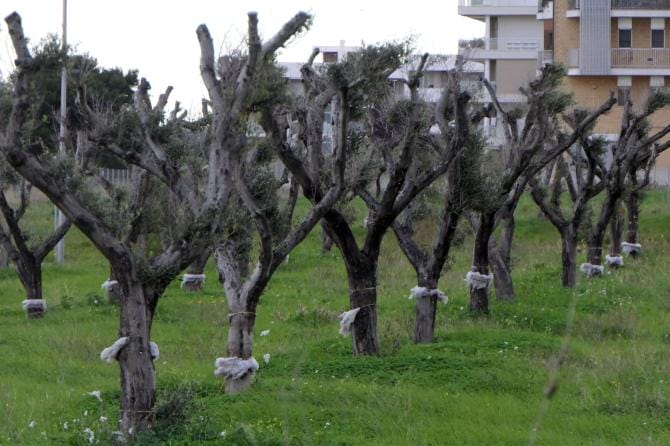 Una super squadra contro la Xylella
