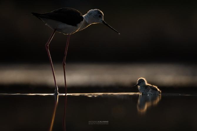 “Rendere visibile l’invisibile”, secondo posto per la natura fotografata da Antonio Calvano