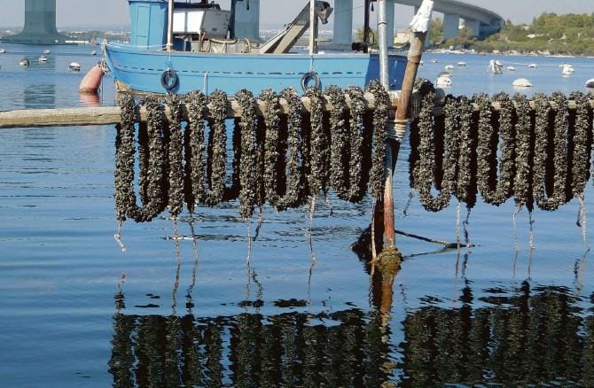 Taranto, dopo i giorni del Santo patrono si celebrano il mare e i suoi frutti