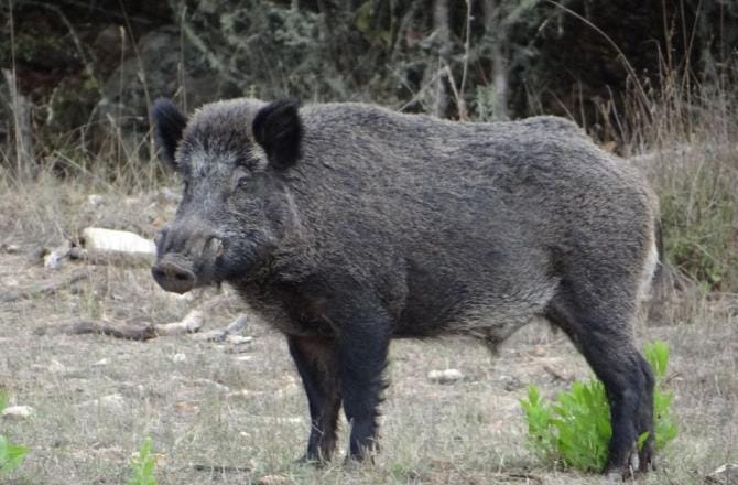Castellaneta, aggredito da un cinghiale mentre gioca in strada: 14enne operato al Policlinico di Bari