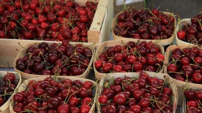 Via alla raccolta delle ciliegie in Puglia. In campo anche l’insetto “buono” antagonista del moscerino killer