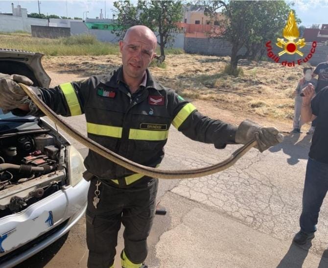 San Vito dei Normanni, grosso rettile recuperato dal motore di un’auto. Liberato in campagna