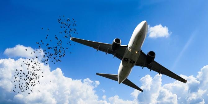 Il bird strike è in aumento e si può evitare: Ryanair condannata a risarcire passeggera di Giovinazzo