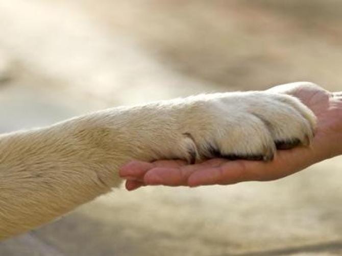 Animali, Oipa: crescono le adozioni di cani e gatti