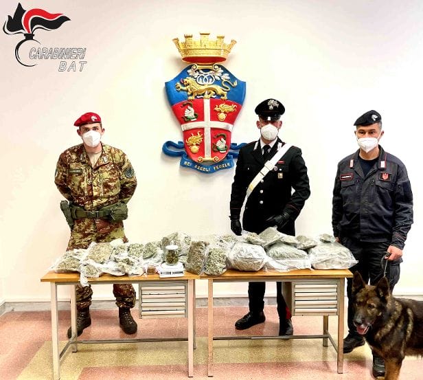 Droga, maxi sequestro a Barletta: 8 kg di marijuana scoperti dal fiuto di “zilo”
