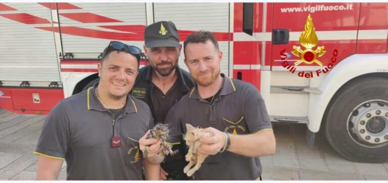Brindisi, salvi due gattini incastrati in un pluviale