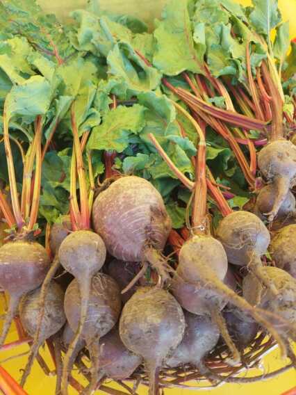 Biodiversità in Puglia, l’allarme di Coldiretti: tre frutti su quattro scomparsi dalla tavola