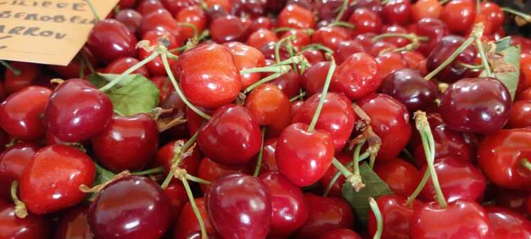 Il maltempo mette a rischio le ciliegie primizie: la denuncia di Coldiretti Puglia