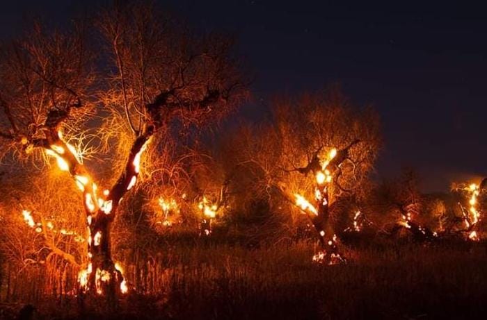 In fumo centinaia di ulivi e decine di pini nel Salento: molte piante erano secche a causa della Xylella