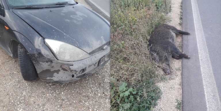 Allarme cinghiali, Cia Puglia: «Dal 2009 danni in 396 casi, 331 incidenti automobilistici causati fino al 2021»