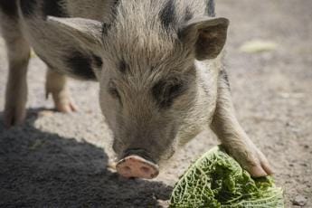 Galleria foto 'Peste suina Italia, veterinari: “Lockdown maiali? Di fatto già c’è”' - foto 1