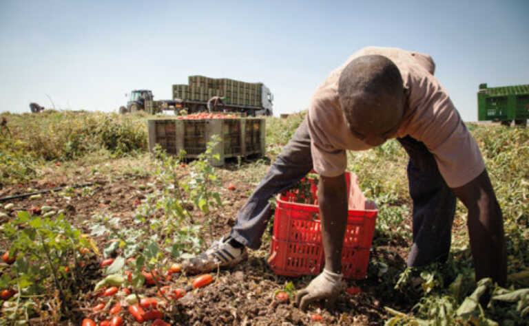 Agricoltura etica: nei campi di Nardò stop ai braccianti alle 12.30 se fa troppo caldo