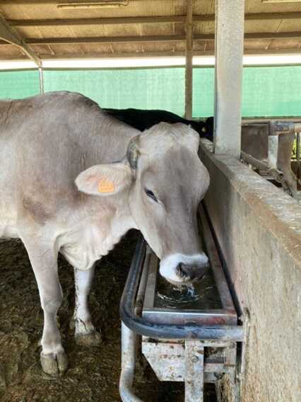 A giugno caldo come ad agosto, Coldiretti: «Sos animali nelle stalle»