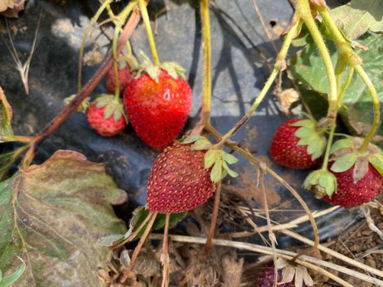 Caldo e siccità bruciano frutta e verdura nei campi pugliesi. Coldiretti: «Produzione in calo del 20%»