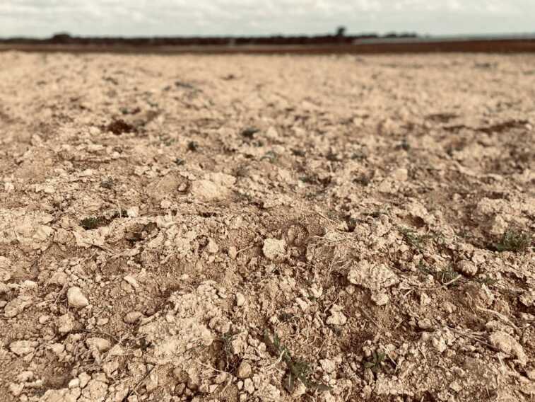 Il 57% del territorio pugliese è a rischio desertificazione. Coldiretti: «Campi a secco»