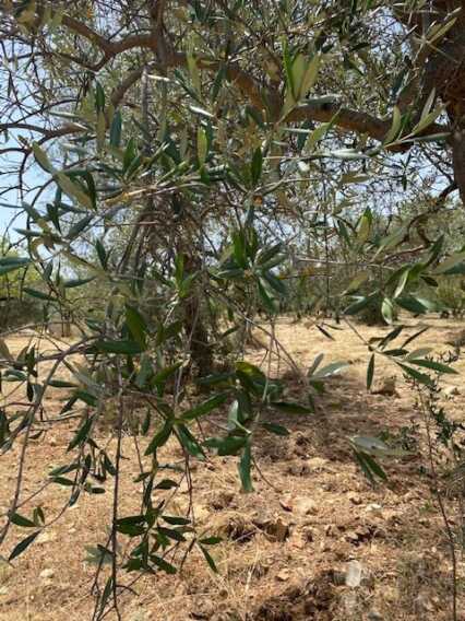 Siccità, in Puglia scatta il pre-allarme: «-80 milioni di metri cubi d’acqua negli indotti»