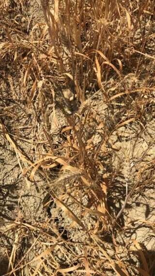 Caldo record in Puglia, è allarme siccità: «Senza piogge mancano 65mln di metri cubi d’acqua negli invasi»