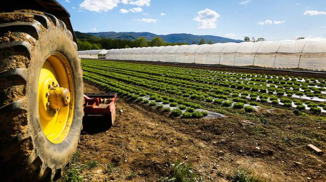 Coldiretti: «Mancano i lavoratori nelle campagne lucane e pugliesi»