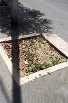 Galleria foto 'Aiuole vuote a Bari, il comitato attacca: «Che fine hanno fatto gli alberi?»' - foto 1