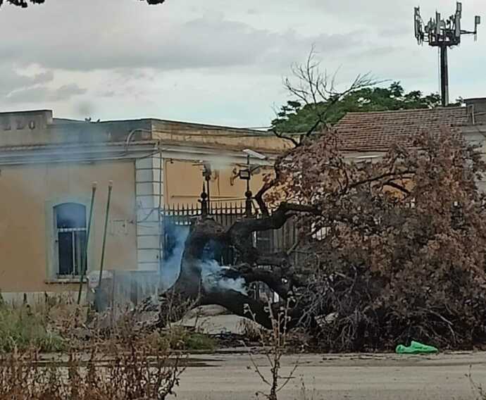 Violento nubifragio a Foggia: strade allagate e traffico in tilt. Un fulmine abbatte un albero