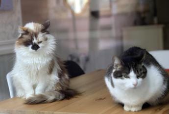 Galleria foto 'Animali, test Altroconsumo valuta caratteristiche e convenienza alimenti per gatti' - foto 1