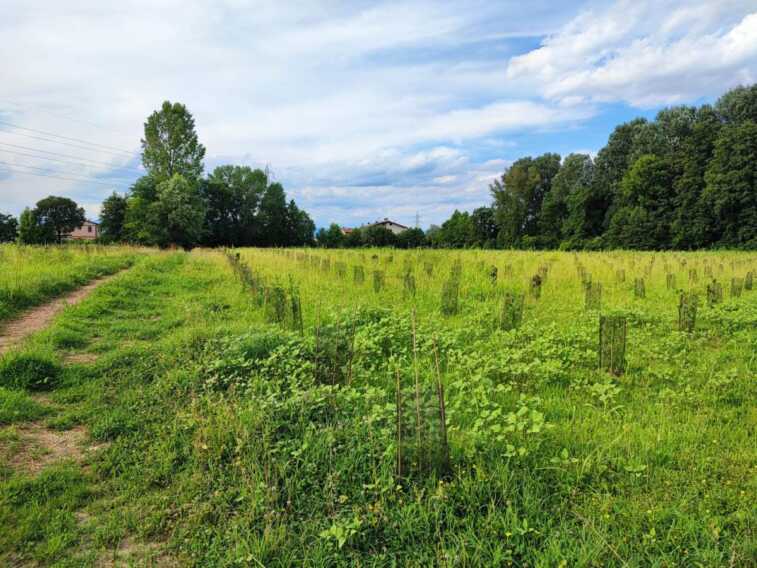 Galleria foto 'Arbolia e Comune di Vicenza, messi a dimora 1.500 alberi' - foto 1