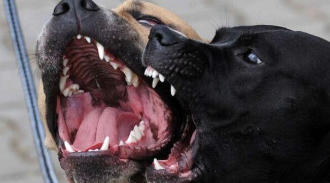 Azzannato da due Pitbull nelle campagne di Cerignola: muore 66enne senza fissa dimora