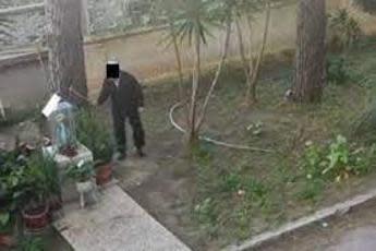 Galleria foto 'Bastonava i gatti in giardino: confermata condanna per ultraottantenne brindisino' - foto 1
