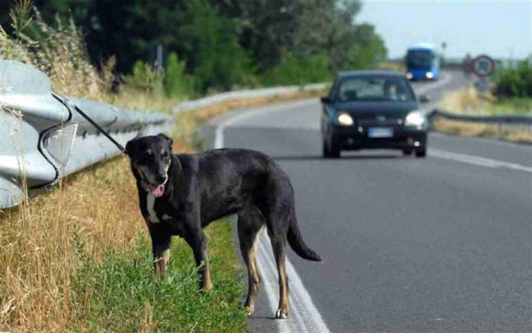 Cani abbandonati, è boom: a Bari pochi i posti per accoglierli. La denuncia degli attivisti