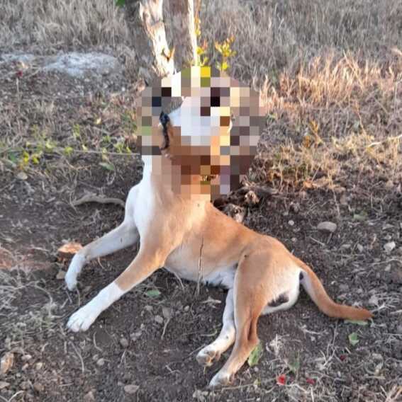 Bitritto, cane abbandonato legato a un albero: muore impiccato forse nel tentativo di liberarsi