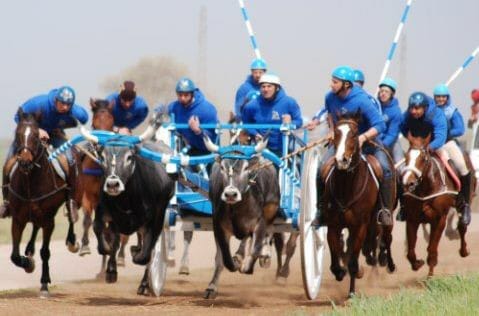 Chieuti, 38 rinvii a giudizio per la corsa dei buoi del 2018. Imputato anche il sindaco