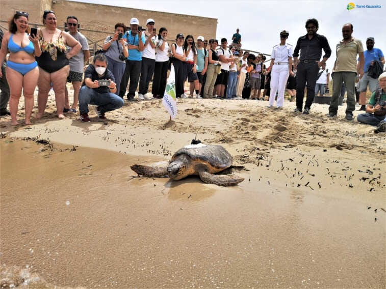 Torre Guaceto, torna in libertà Diana: la “cyborg” Caretta caretta che aiuterà i ricercatori – VIDEO