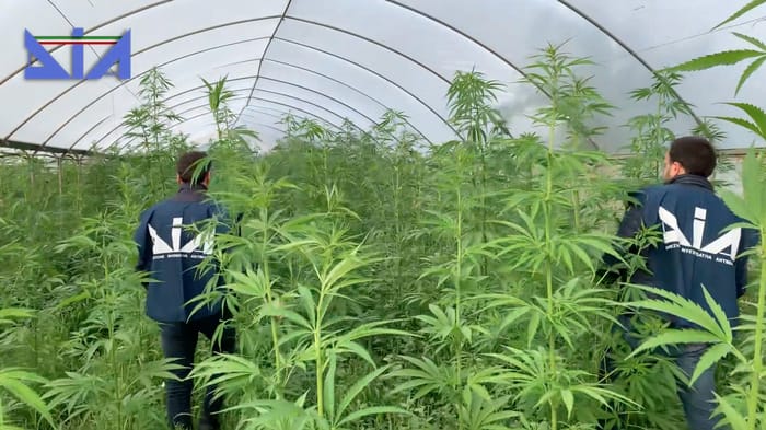 Droga dall’Albania alla Puglia, sgominato gruppo di trafficanti: 11 arresti e piantagioni sequestrate