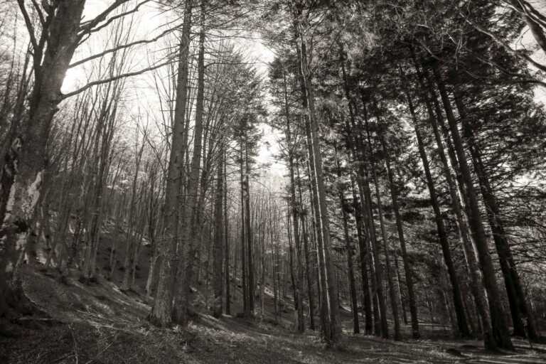 Foreste, Confagricoltura “Puntare su bioeconomia e biomasse”