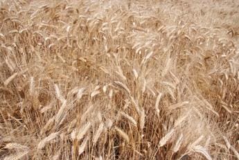 Allarme, si rischia di perdere il 50% della produzione cerealicola lucana