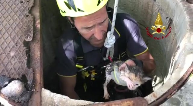 Oria, gattino finisce in un pozzo profondo 19 metri. Lo salvano i vigili del fuoco – VIDEO