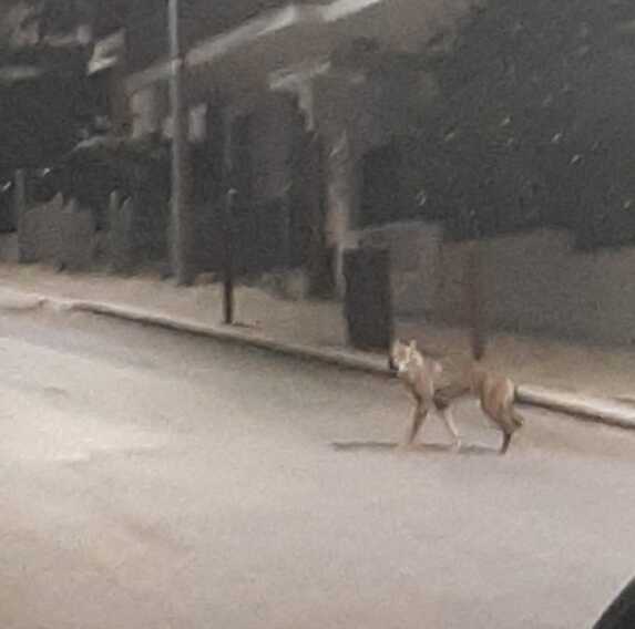 Vico del Gargano, c’è un lupo per le vie del centro. Si susseguono gli avvistamenti