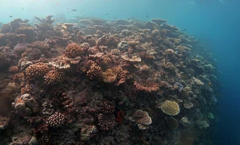 Galleria foto 'Nasce “Oceano verticale”, patto Bicocca-Maldive per la biodiversità' - foto 1
