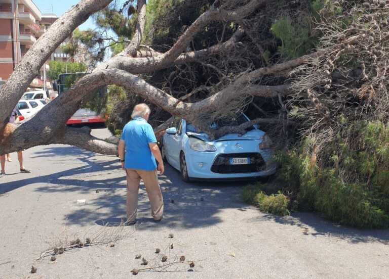 Galleria foto 'Taranto, grosso pino si abbatte su un’auto ferma al semaforo. Paura per una mamma e sua figlia – VIDEO' - foto 1