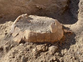 Galleria foto 'Pompei, la scoperta: tartaruga di 2000 mila anni fa col suo uovo' - foto 1