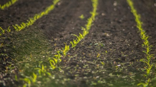 Programmi di sviluppo rurale, Pentassuglia: «In un solo anno la nostra è stata una Regione da primato per spesa»