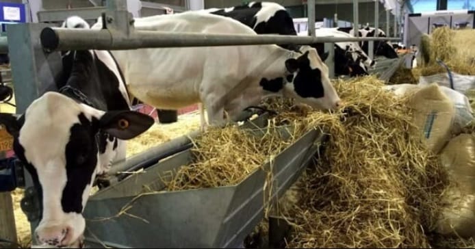 Puglia, 4 milioni di euro per il settore zootecnico: «Sostegno per comparto vessato da rincari»