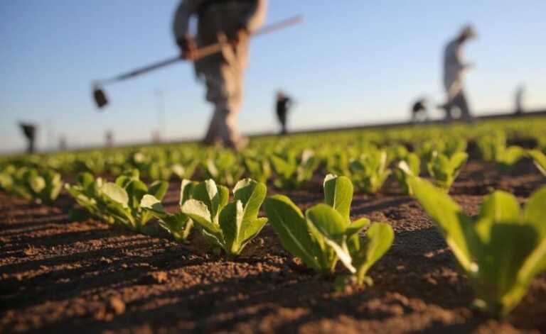 Ue, la Puglia è ultima per spesa fondi sviluppo agricolo. Seconda su Fesr e Fse