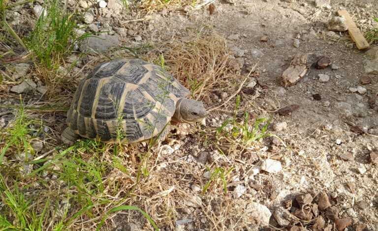 Massafra, trenta testuggini tornano in libertà: l’evento all’oasi Monte Sant’Elia