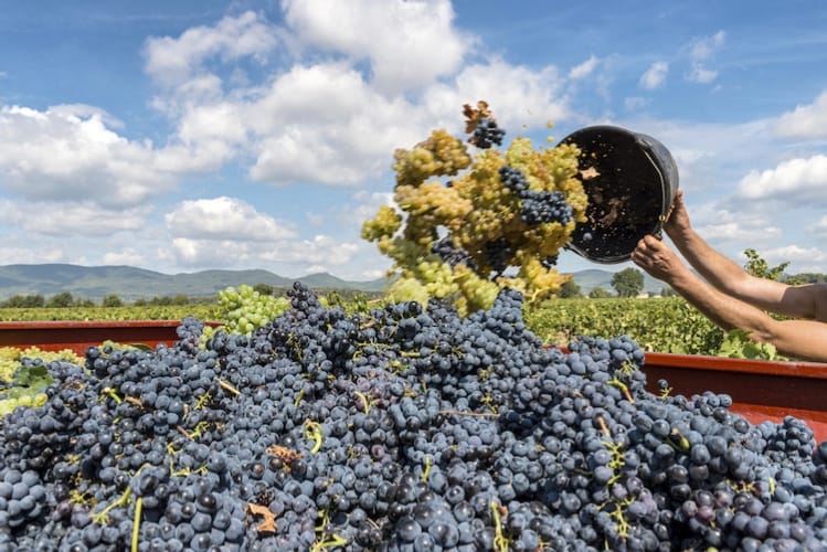 Vendemmia, Confagricoltura: «In Puglia avremo prodotto buono, a tratti eccellente»