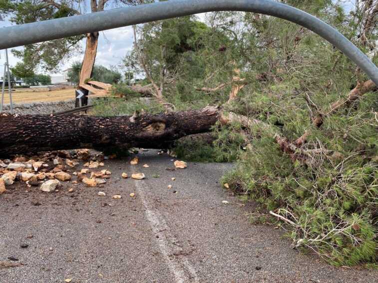 Galleria foto 'Alberi abbattuti da una tromba d’aria: provinciale 120 ancora chiusa al traffico' - foto 4
