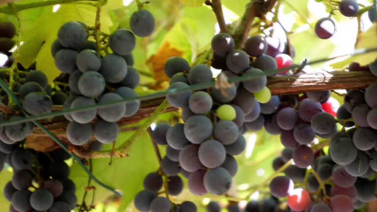 Galleria foto '56 milioni per le eccellenze dell’agroalimentare' - foto 1
