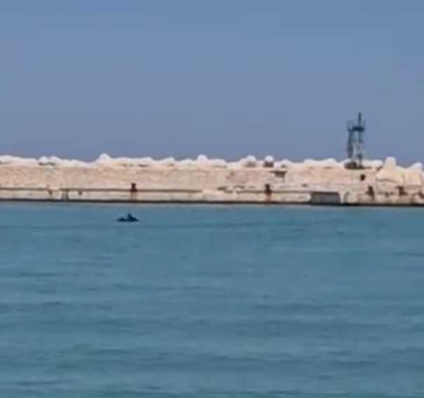 Nel porto di bari sono arrivati i delfini