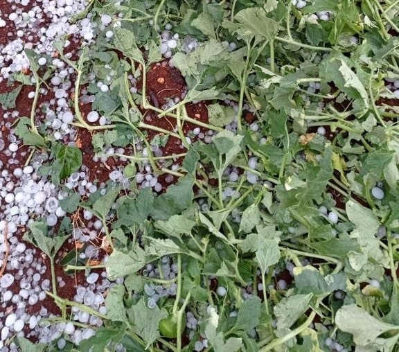 Dopo la siccità arriva la grandine: nei campi sale il conto dei danni